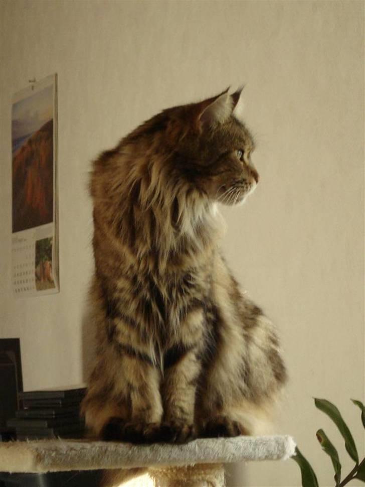 Maine Coon Ally R.I.P - *NYT* Ally 21/8 ´08 billede 1