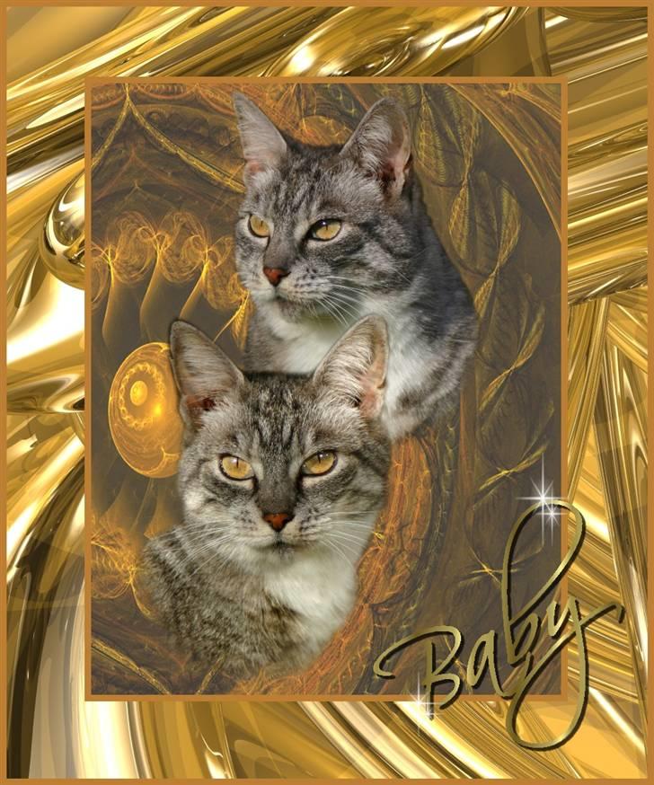 Huskat Baby - Baby <3 billede 1