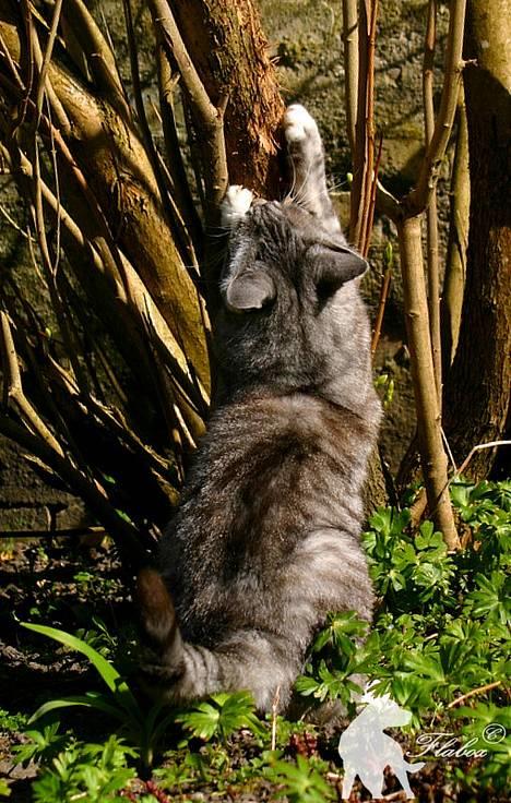 Huskat Baby billede 2