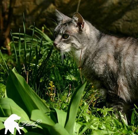 Huskat Baby billede 3