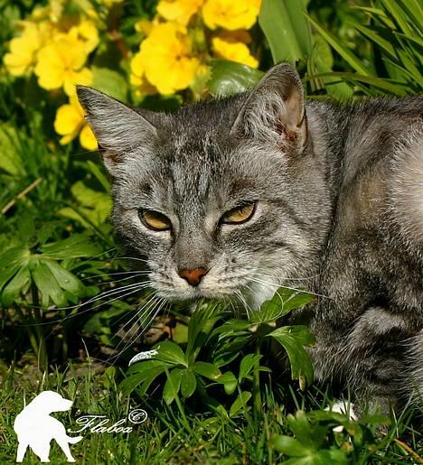 Huskat Baby billede 5