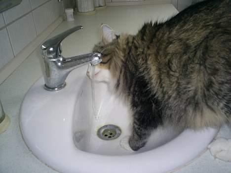 Norsk Skovkat Team Andersen's Daisy billede 11