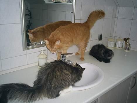 Norsk Skovkat Team Andersen's Daisy - *Ved Landsbyens gadekær, der mødes......* billede 12