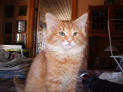 Norsk Skovkat IC Fyrendal's Achilleus - Achilleus som lille og fræk killing! billede 12