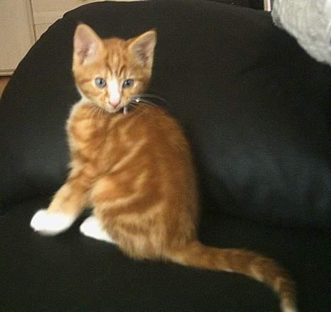 Blanding af racer Simba billede 1