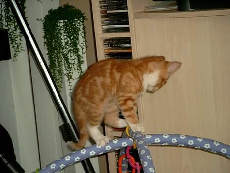 Blanding af racer Simba billede 2