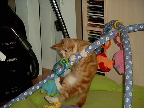 Blanding af racer Simba billede 3