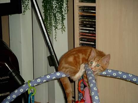 Blanding af racer Simba billede 4