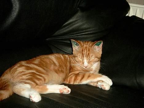 Blanding af racer Simba billede 5