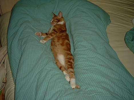 Blanding af racer Simba billede 6