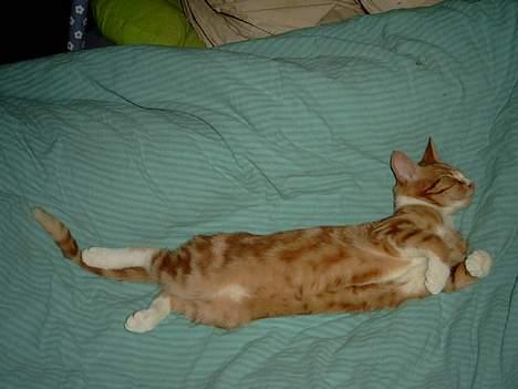 Blanding af racer Simba billede 7