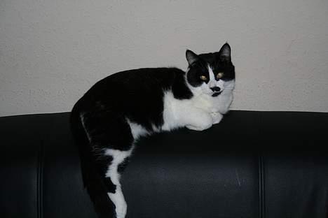 Huskat Oliver - Ligger lige og slapper af.. billede 9