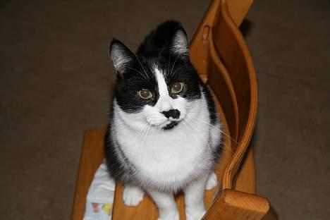 Huskat Oliver billede 10