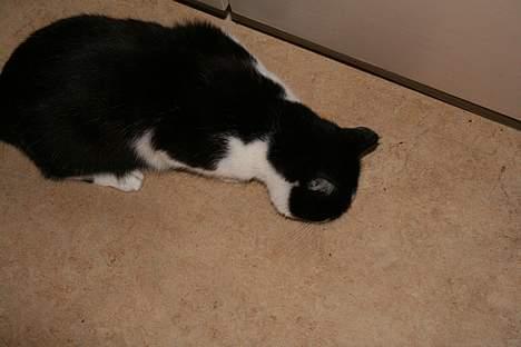 Huskat Oliver billede 11