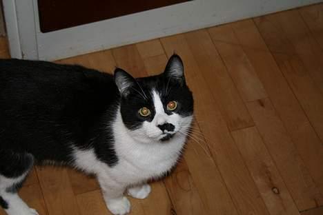 Huskat Oliver billede 12