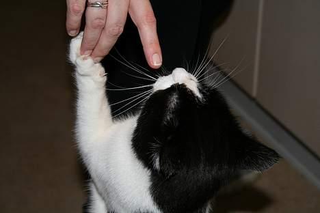 Huskat Oliver billede 13