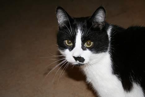 Huskat Oliver billede 14