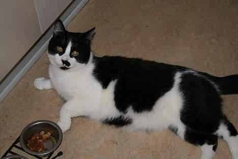 Huskat Oliver billede 15