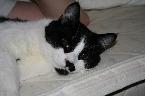 Huskat Oliver billede 16