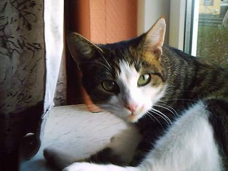 Huskat Belle (Himmelkat) - Er du der endnu.... billede 19