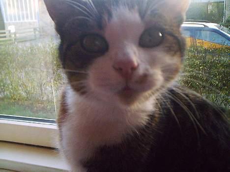 Huskat Belle (Himmelkat) - Hva´ det?? billede 20