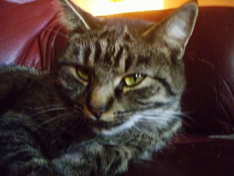 Huskat Pjuske (Himmelkat) - uhh, kameraet elsker mig  billede 12