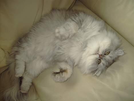 Perser Baltazzar - det er nu nemmer et ligge sådan her og fede den aaaaaaaaaaaaaa billede 10