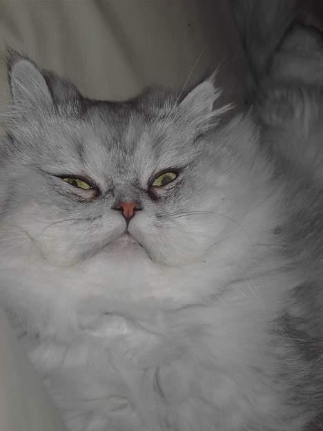 Perser Baltazzar - kik kik jeg er på ha ha  billede 11