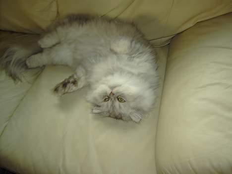 Perser Baltazzar - det er nu rat med en slapper når man lige har spist billede 12