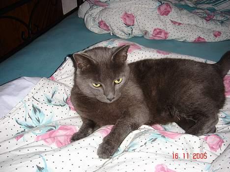Russian Blue Malu R.I.P 08.04.2011 billede 1