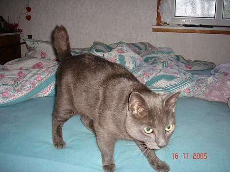Russian Blue Malu R.I.P 08.04.2011 billede 2