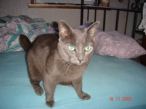 Russian Blue Malu R.I.P 08.04.2011 billede 3