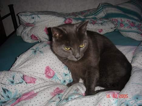 Russian Blue Malu R.I.P 08.04.2011 - Ikke noget beder end Mor´s dyne... billede 4