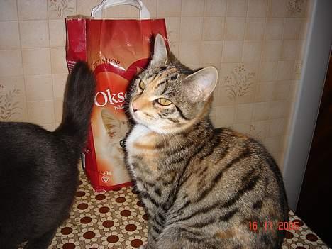 Russian Blue Malu R.I.P 08.04.2011 - Vores killing, som Malu ikke kan enes med. billede 5