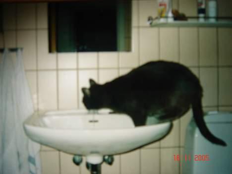 Russian Blue Malu R.I.P 08.04.2011 - Det her er inden hun mistede hendes hale. det skete i 2002 billede 6