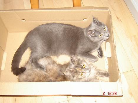 Blanding af racer Tessa *R.I.P* - Elsker papkasser billede 8