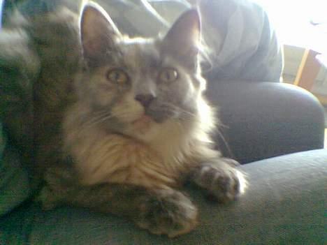 Blanding af racer Tessa *R.I.P* - Tessa billede 9