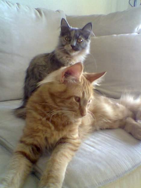 Blanding af racer Tessa *R.I.P* - Tessa & Taz billede 10