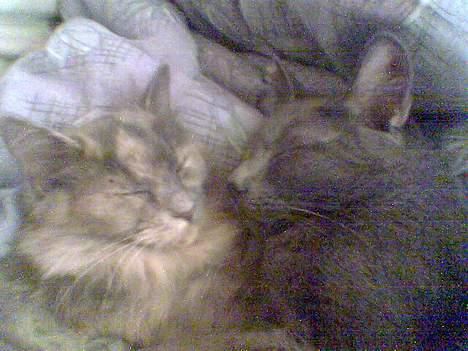 Blanding af racer Tessa *R.I.P* - Tessa og hendes far Teddy billede 11