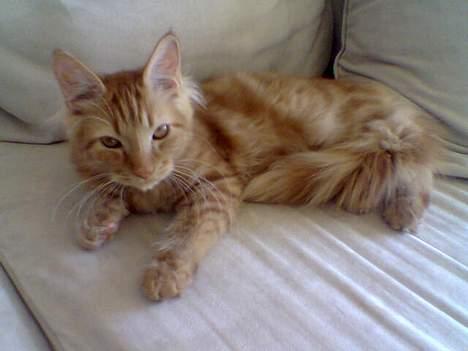 Blanding af racer Taz (Fået nyt hjem) - Taz billede 7