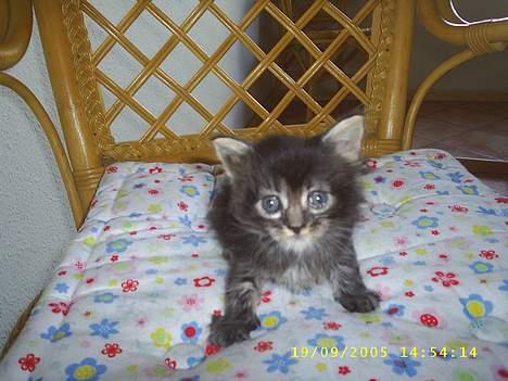 Maine Coon becka - det her er min becka er hun ikk sød billede 1