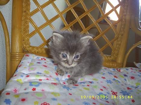 Maine Coon becka - og det her er hendens bror som er slogt billede 2