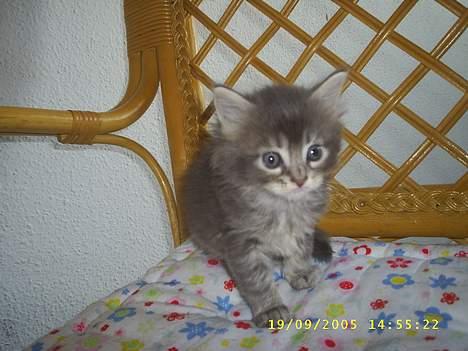 Maine Coon becka - og det her er hendens søster som bliver hos os billede 3