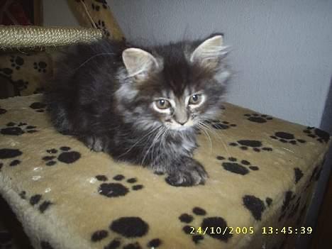 Maine Coon becka - det her er også becka er hun ikk sød billede 4