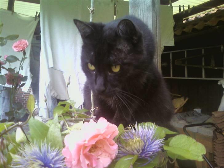 Huskat Strejfer - Hov... Hvad er nu det?! billede 1