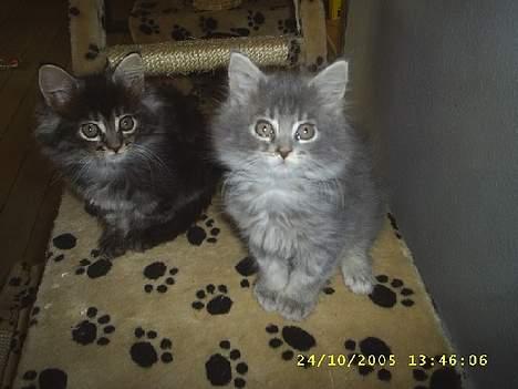 Maine Coon becka - hej becka og bella som er beckas søster billede 5