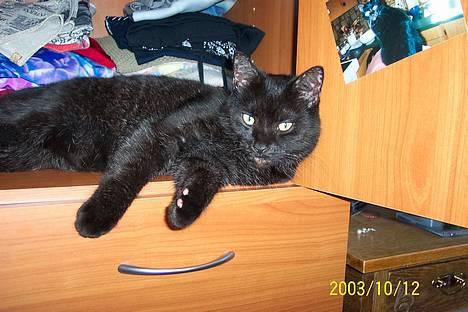 Huskat Strejfer - Wee , elsker bare at være i det her klædeskab :D . billede 2