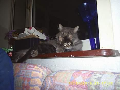 Maine Coon becka - far putter vis med sin lille pige becka hihi billede 6