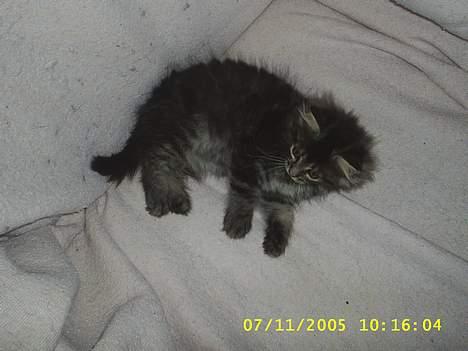 Maine Coon becka - hej becka igen billede 7