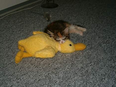 Maine Coon Zeneva - Med min trofaste ven ved min side, var det slet ikke slemt at falde til i mit nye hjem. Jeg ved jo anden altid beskytter mig :) billede 1